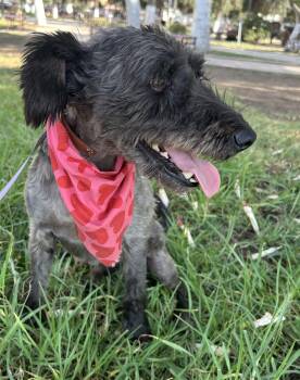 MILO -  Miniature Schnauzer Dog for Adoption in Bell Gardens, California - MILO | PetCurious