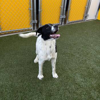 Labrador Retriever and Mixed Breed Dogs Available for Adoption in Falls Church, Virginia - Brad | PetCurious