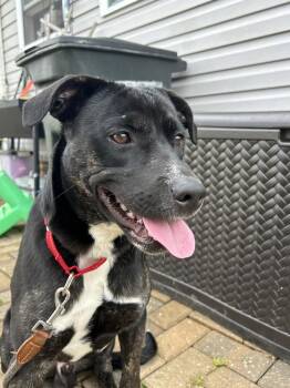 Labrador Retriever and Mixed Breed Dogs Available for Adoption in Irwin, Pennsylvania - Trooper | PetCurious