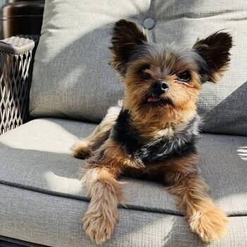 Ozzy -  Yorkshire Terrier Dog for Adoption in Edmonton, Alberta - Ozzy | PetCurious