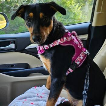 Rescue German Shepherd Dog and Mixed Breed Dogs for Adoption in Hohenwald, Tennessee - Penny | PetCurious