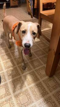 Rescue Labrador Retriever Dogs for Adoption in Maple Grove, Minnesota - Lizzy | PetCurious