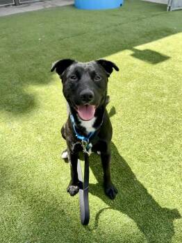 Domino -  Mixed Breed Dog for Adoption in Truckee, California - Domino | PetCurious