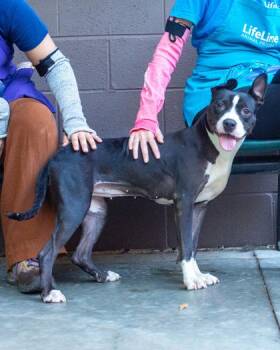 Ocarina -  Mixed Breed Dog for Adoption in Chamblee, Georgia - Ocarina | PetCurious