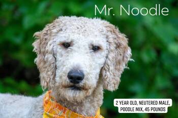 Mr. Noodle -  Poodle Dog for Adoption in Sevierville, Tennessee - Mr. Noodle | PetCurious