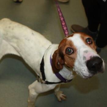Hound and Mixed Breed Dogs Available for Adoption in Richmond, Virginia - Sharona | PetCurious