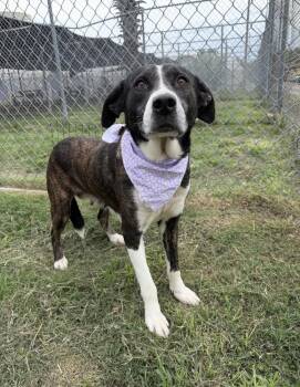 American Staffordshire Terrier Dogs Available for Adoption in Denver, Colorado - Eloise | PetCurious