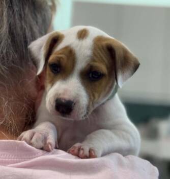 Spot -  Mixed Breed Dog for Adoption in Eutawville, South Carolina - Spot | PetCurious