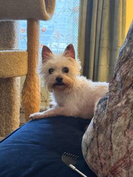 Morkie Dogs Available for Adoption - Fiona | PetCurious