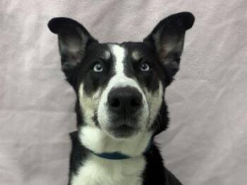 Siberian Husky Dogs Available for Adoption - Basil | PetCurious