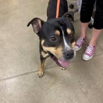 Chubb -  Pit Bull Terrier Dog for Adoption in York, Pennsylvania - Chubb | PetCurious