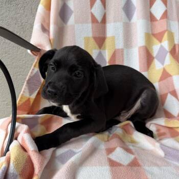 Double Denim -  Labrador Retriever and Mixed Breed Dog for Adoption in Carencro, Louisiana - Double Denim | PetCurious