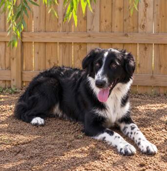 Raven -  Australian Shepherd Dog for Adoption in Dallas, Texas - Raven | PetCurious