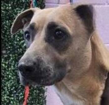 Shepherd and Labrador Retriever Dogs Available for Adoption in Thompson Falls, Montana - Belinda | PetCurious
