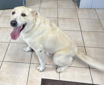 Dusty -  Labrador Retriever Dog for Adoption in Williamstown, Kentucky - Dusty | PetCurious