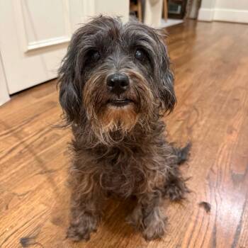 Bonbon -  Shih Tzu Dog for Adoption in New York, New York - Bonbon | PetCurious