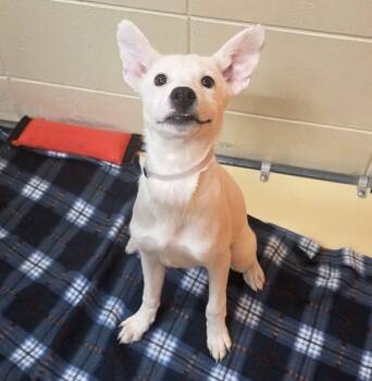 Border Collie Dogs Available for Adoption in Sioux City, Iowa - Jack | PetCurious