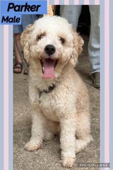 Parker -  Miniature Poodle Dog for Adoption in Manchester, Connecticut - Parker | PetCurious