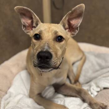 Rescue Mixed Breed Dogs for Adoption in Palm Springs, California - Macy | PetCurious