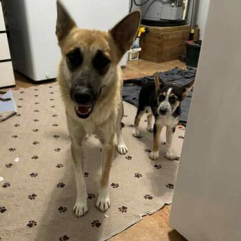 Rescue German Shepherd Dog Dogs for Adoption in Blacksburg, Virginia - Honey And Bee | PetCurious