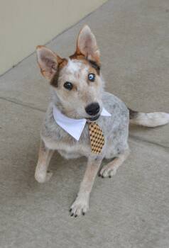 Australian Cattle Dog Blue Heeler Dogs Available for Adoption in Mckinney, Texas - Abel | PetCurious