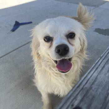 Chihuahua and Mixed Breed Dogs Available for Adoption in Hawthorne, California - Bandito | PetCurious