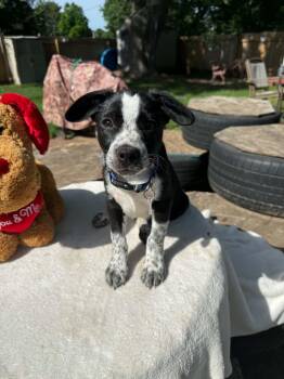Ty -  Boston Terrier Dog for Adoption in North Freedom, Wisconsin - Ty | PetCurious