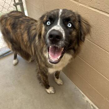 Levi -  Saint Bernard and Husky Dog for Adoption in Ojai, California - Levi | PetCurious