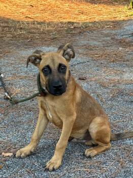 Wesley -  Mixed Breed Dog for Adoption in Sumter, South Carolina - Wesley | PetCurious