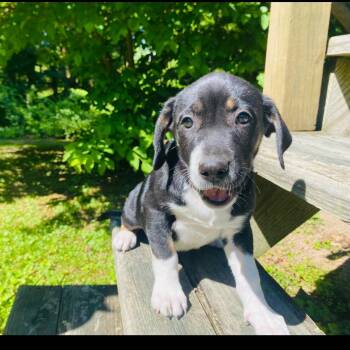 Clio -  Beagle Dog for Adoption in Rockville, Maryland - Clio | PetCurious