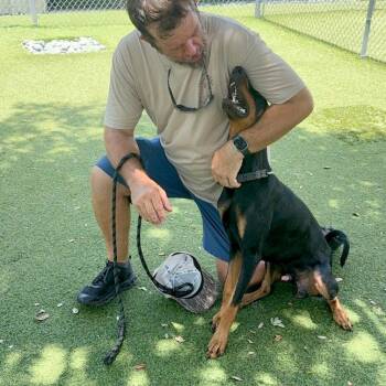 Master 3585 -  Doberman Pinscher Dog for Adoption in Oakland Park, Florida - Master 3585 | PetCurious
