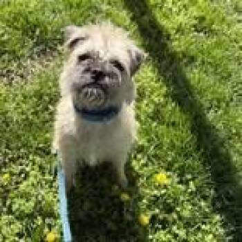 Mixed Breed Dogs Available for Adoption - Scruffy | PetCurious