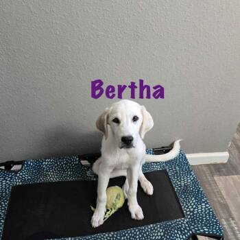 Rescue Great Pyrenees and Labrador Retriever Dogs for Adoption in Meeker, Oklahoma - Bertha | PetCurious
