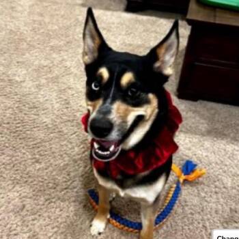 Husky and Shepherd Dogs Available for Adoption in Bellingham, Washington - Kodi | PetCurious