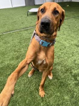 A138191 -  Mixed Breed Dog for Adoption in Palmetto, Florida - A138191 | PetCurious