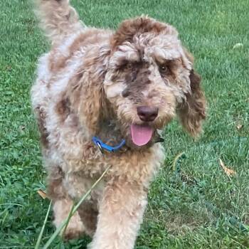 REBEL -  Poodle Dog for Adoption in La Grange, Kentucky - REBEL | PetCurious