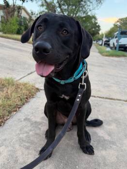 Wyatt -  Black Labrador Retriever and Mixed Breed Dog for Adoption in Austin, Texas - Wyatt | PetCurious