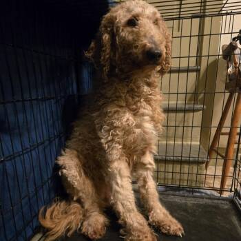 Golden Retriever and Standard Poodle Dogs Available for Adoption - Lacey | PetCurious
