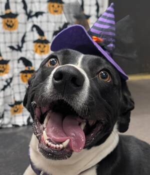 Rescue American Staffordshire Terrier Dogs for Adoption in Osceola, Missouri - Willow | PetCurious