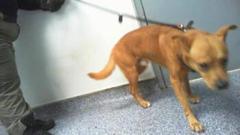 A1269126 -  Mixed Breed Dog for Adoption in Charlotte, North Carolina - A1269126 | PetCurious