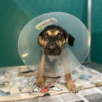 Shara -  Shepherd and Mixed Breed Dog for Adoption in San Antonio, Texas - Shara | PetCurious