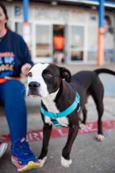 Pit Bull Terrier Dogs Available for Adoption - Peaches **Courtesy Post. Out Of Town Pet. See Below For Details* | PetCurious