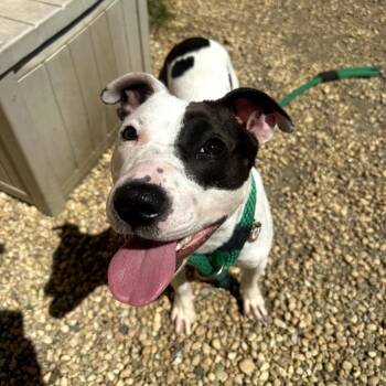 Mixed Breed Dogs Available for Adoption in Philadelphia, Pennsylvania - Starretta | PetCurious