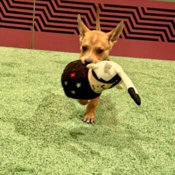 Australian Cattle Dog Blue Heeler and Mixed Breed Dogs Available for Adoption in Henderson, Nevada - Matey | PetCurious
