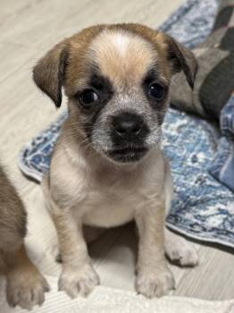 Rescue Yorkshire Terrier and Pug Dogs for Adoption in Bolivar, Missouri - Thong | PetCurious