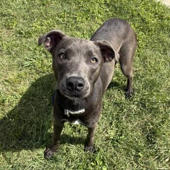 American Staffordshire Terrier Dogs Available for Adoption in Logan, Utah - Kaylie | PetCurious