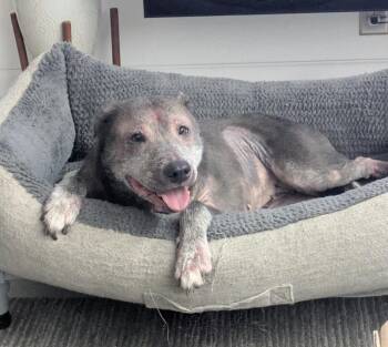 Husky Dogs Available for Adoption in Pearland, Texas - Elka | PetCurious