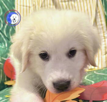 Rescue Great Pyrenees Dogs for Adoption in Spring, Texas - Lufkin | PetCurious