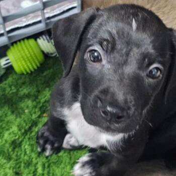 Pebbles -  Mixed Breed Dog for Adoption in Myrtle Beach, South Carolina - Pebbles | PetCurious