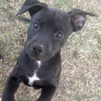 Chihuahua and Pit Bull Terrier Dogs Available for Adoption in Fresno, California - Miko | PetCurious